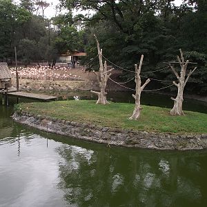 Gibbon Island and Flamingos