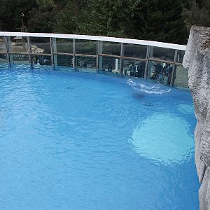 Polar Bear Upper Viewing Area #2