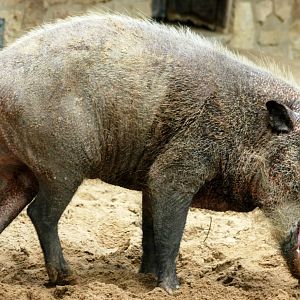 Bornean bearded pig; Berlin Zoo; 7th September 2011