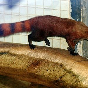 Ring-tailed mongoose; Berlin Zoo; 7th September 2011