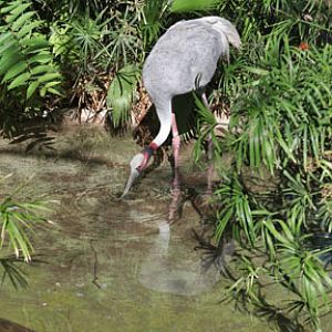 sarus crane drinking