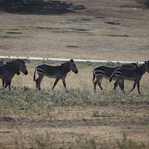 hartmanns mountain zebras