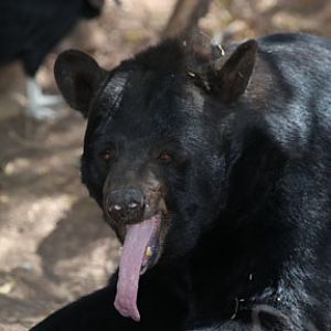 american black bear