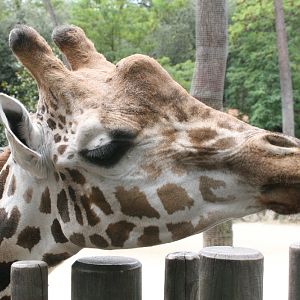 Giraffe at Feeding Platform