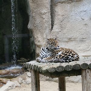 Jaguar Plaform and Waterfall
