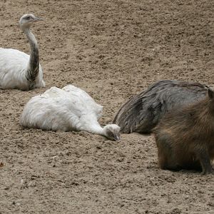 Rhea and Capybara