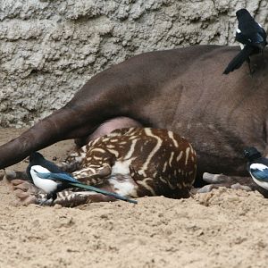 Tapir, Baby Tapir and Magpies