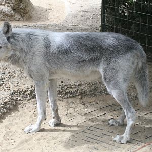 Pale Wolf