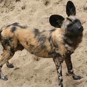 Painted Dog