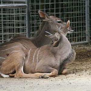 Kudu #1