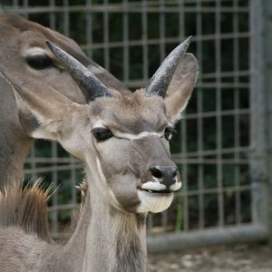 Kudu #2