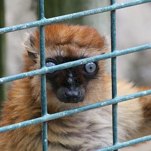 Blue-eyed Lemur