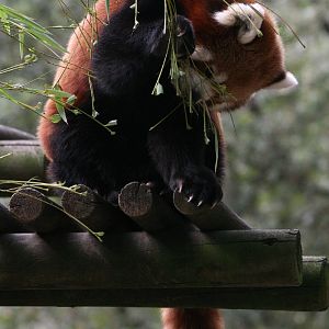 Red Panda #1