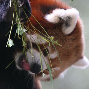 Red Panda #2
