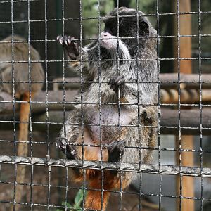 Emperor Tamarin
