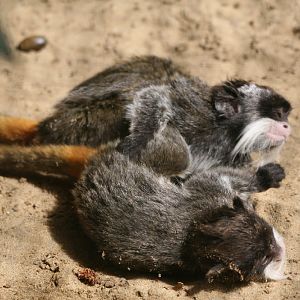 Young Emperor Tamarins