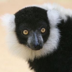 Black and White Ruffed Lemur