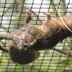 Pygmy Marmosets