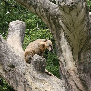 Coatimundi