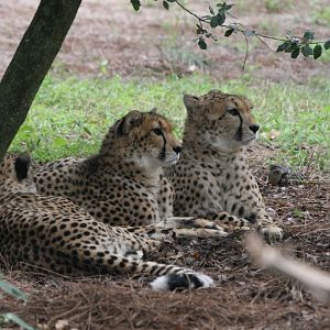 Cheetahs