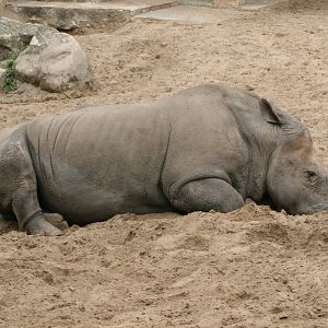 White Rhinoceros