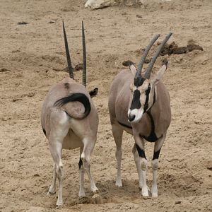 Arabian Oryx