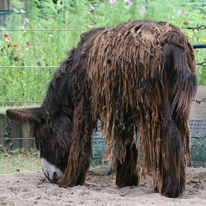 Poitou Donkey