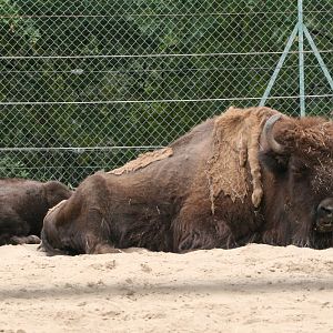 Bison Female and Calf
