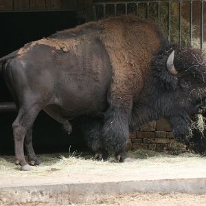 Bison Male