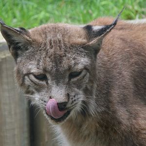 Lynx