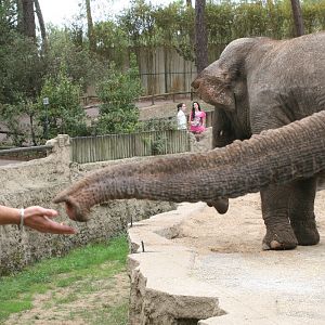 Public Feeding Elephant