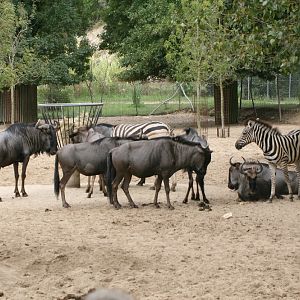 Zebra / Gnu Mix