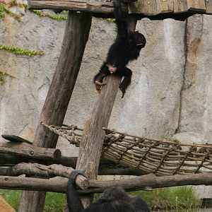 Chimpanzee and Young