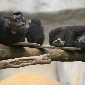 Chimpanzee Family