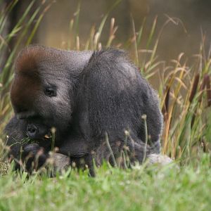 Lowland Gorilla #2