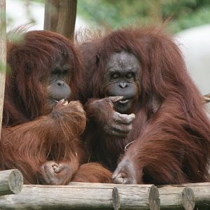 Orang Utan Pair