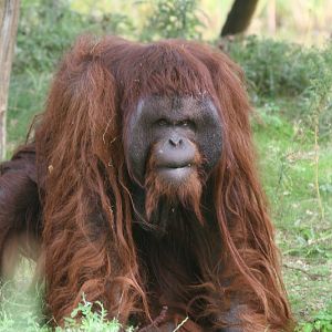 Male Orang Utan