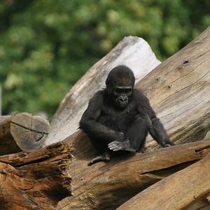 Young Gorilla