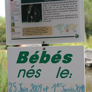 Gorilla Birth Announcement