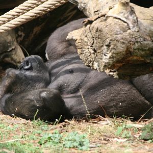 Female Gorilla