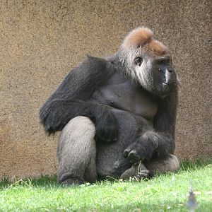 Lowland Gorilla Silverback #2