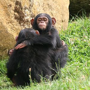 Chipanzee Youngsters #1