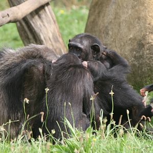 Chimpanzee Huddle