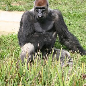 Male Gorilla #1