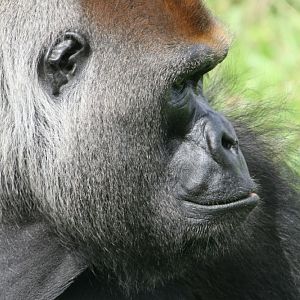 Male Gorilla #3