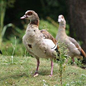 Egyptian Geese