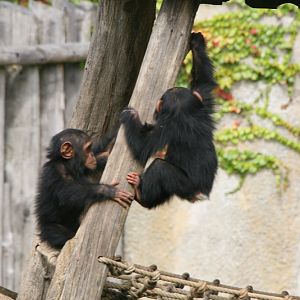 Chimpanzee Youngsters #2