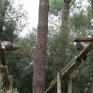 Rüppell's Griffon Vultures