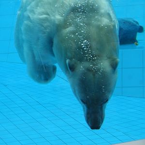 Polar Bear Underwater #1