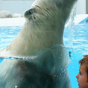 Polar Bear Underwater #2